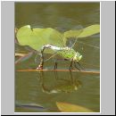 Anax imperator - Grosse Koenigslibelle w01.jpg